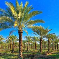 نخل پالم فنیکس درخت نهال بزرگترین ذخیره‌گاه ژنتیکی|خدمات باغبانی و درختکاری|شیراز, قصرالدشت|دیوار