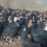 طاقچه ۱۰۰ روزه + جهادی گلپایگان مشکی بلک استار|حیوانات مزرعه|مشهد, تبادکان|دیوار