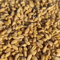 گندم بذری درجه یک