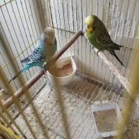 مرغ عشق انگلیسی گریدB