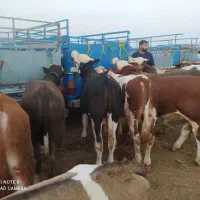 فروش انواع گوساله|حیوانات مزرعه|بندر ترکمن, |دیوار