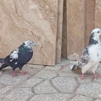 کفتر پرشی