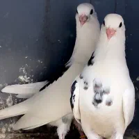 چند جفت جوجه فوق العاده استثنایی