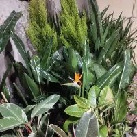 بار گل جدید رسید دنیای گل