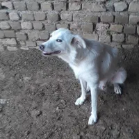 واگذاری سگ پا کوتاه نگهبان