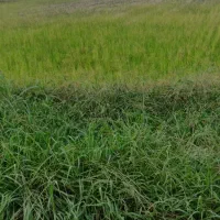 فروش-مزرعه-3000-متری-در-کویه-رودسر-مکانیزه