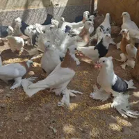 کبوتر طوقی .پرپا|حیوانات مزرعه|کرمان, |دیوار