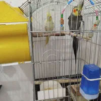 جوجه عروس هلندی|پرنده|قروه, |دیوار