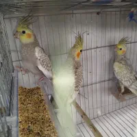 طوطی عروس هلندی