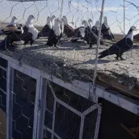 کلاغ کربلایی کله سفید