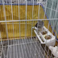 قناری ماده آماده پس کوزه ای