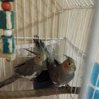 دوعدد عروس هلندی