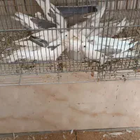 فروش عروس هلندی،برزیلی،قناری مستقیم از سالن پرورش