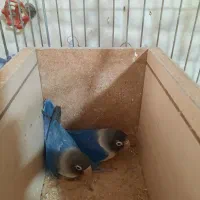 طوطی برزیلی