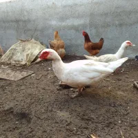 اردک سفید اسرائیلی نر ومده|حیوانات مزرعه|جویبار, |دیوار