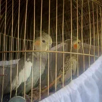 یک جفت عروس هلندی