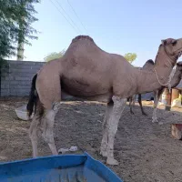 شتر نر مخصوص سر گله