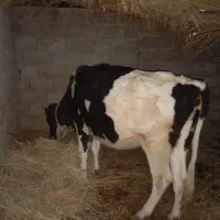 سلام گاو ولشتن برای نگهداری|حیوانات مزرعه|گنبکی, |دیوار