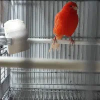 قناری ماده جفت سیره‌ی اسینم