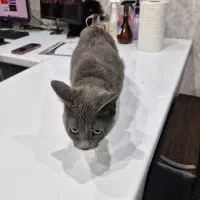 واگذاری گربه بریتش