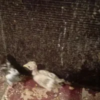 جوجه مرغ