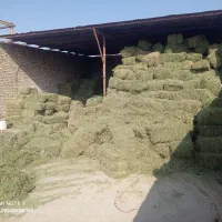 یونجه.درزه سبز خشک