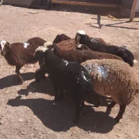 میش وشیشک گوسفند|حیوانات مزرعه|قزوین, |دیوار