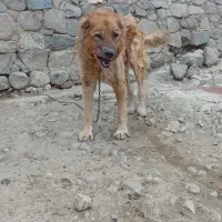 سرابی نژاد قدیم|سگ|اردبیل, |دیوار