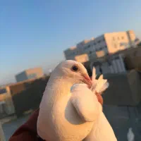 شامی مسافتی سفید|پرنده|سهند, |دیوار