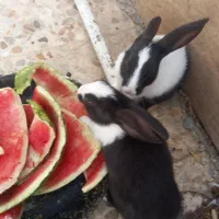 بچه خرگوش