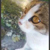 واگذاری گربه