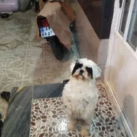 فروش سگ پاپی نژاد شیتزو فلت درباری