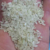 برنج کامفیروزی