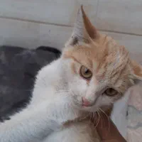 واگذاری یک بچهگربه ناز و مهربون