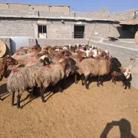 ۴۳ راس میش آبستن سنگین و بره دار|حیوانات مزرعه|شهریار, شهریار|دیوار