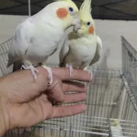 عروس هلندی|پرنده|مهاجران, |دیوار