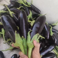 بادمجان خوش طعم مزرعه کرمانی|خوردنی و آشامیدنی|تهران, بوستان ولایت|دیوار