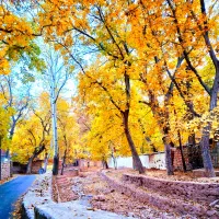 زمین-با-کاربری-باغ-مشاع