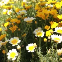 عکاسی فضای باز ، عکاسی پرتره ، عکس پروفایلی