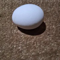 تخم مرغ نطفه دار وجوجه رنگی اصیل گلپایگانی عمده