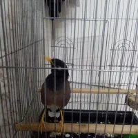 مینا سخنگو 2 ساله