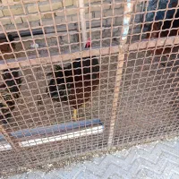 خروس فروشی قیمت توافقی