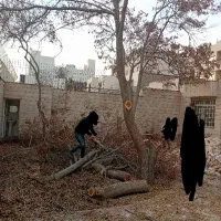 خرید چوب/درخت/قطع وبرش/هرس/حرس|خدمات باغبانی و درختکاری|مشهد, دوست آباد|دیوار