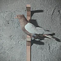 کفتر پرشی|پرنده|چناران, |دیوار