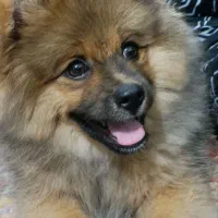 واگذاری پامرین