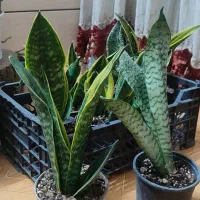 گل سانسوریا و گل پوست تمساحی