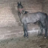 اسب کورد|اسب و تجهیزات اسب‌سواری|سلماس, |دیوار