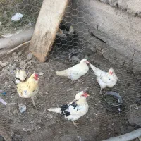مرغ گلین