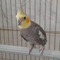 عروس هلندی نر دستی و سخنگو بسیار باهوش