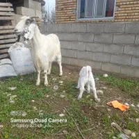 بزبزغاله دار.